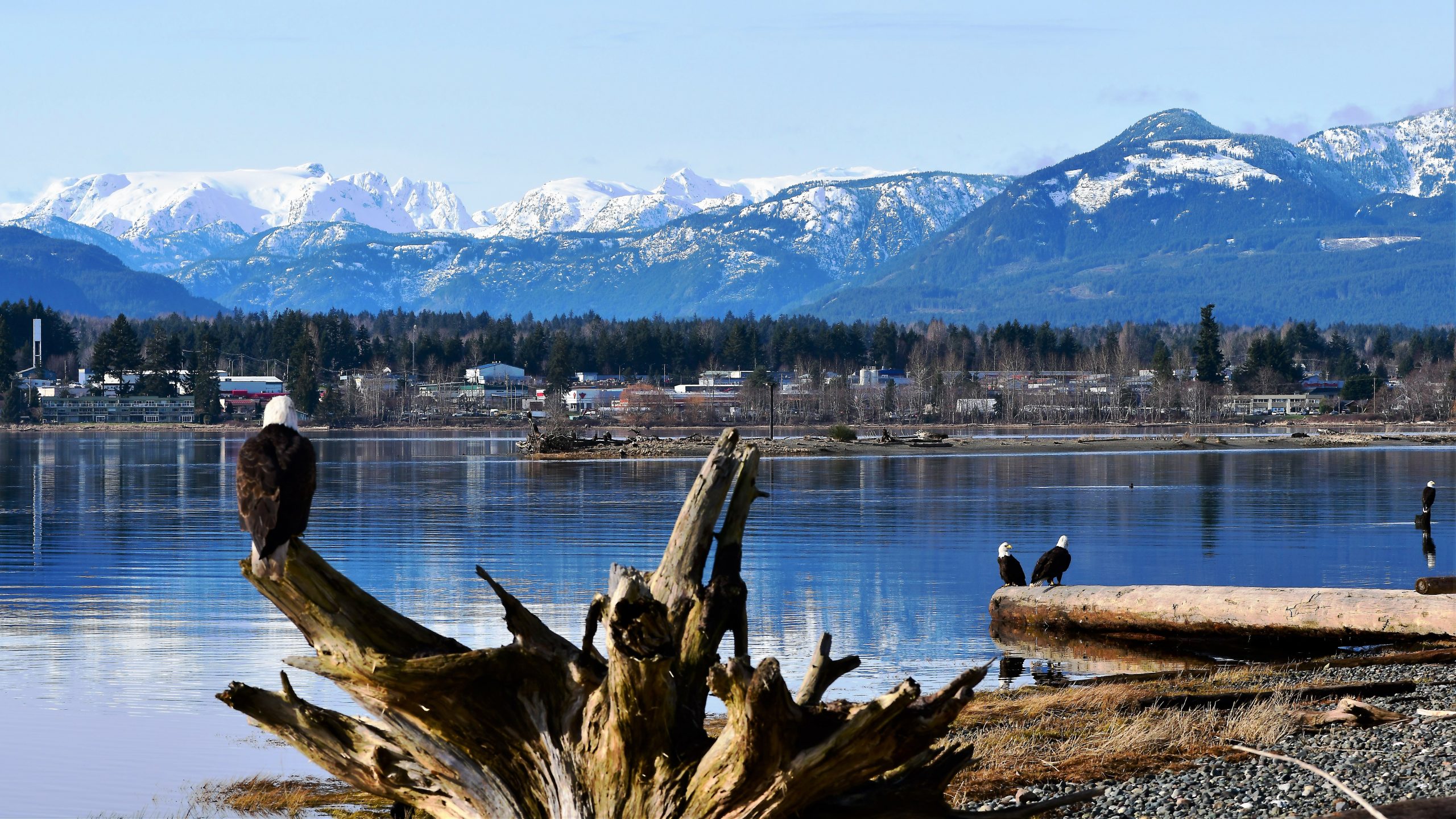 Eagles perched on a log by the ocean overlooking the town of Comox Valley.