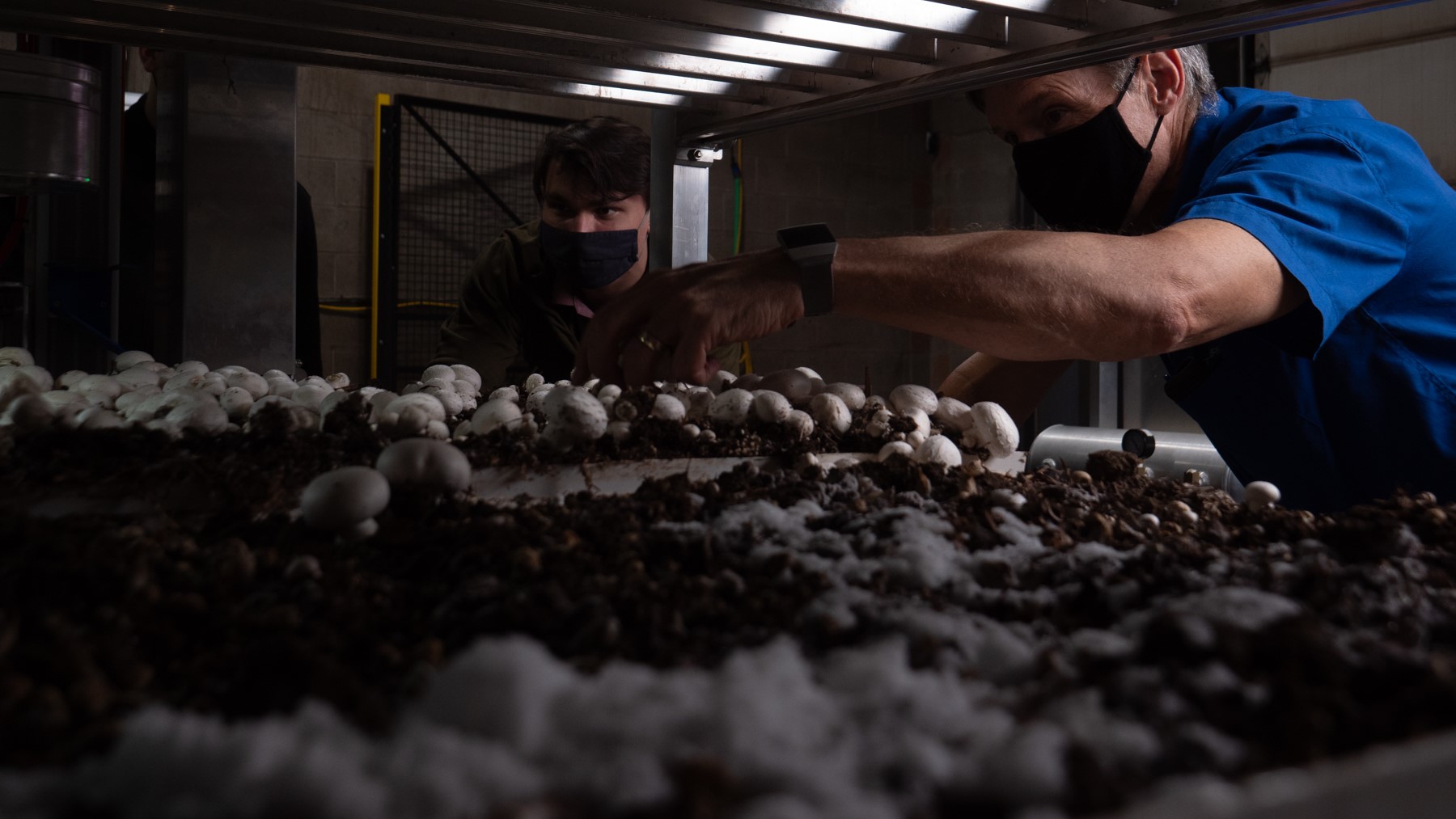 Two people handling mushrooms inside a facility.