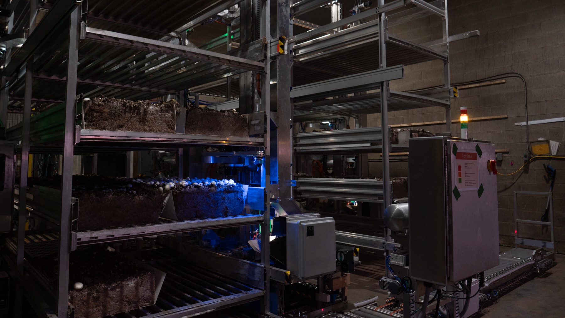 Indoor facility with trays of mushrooms.