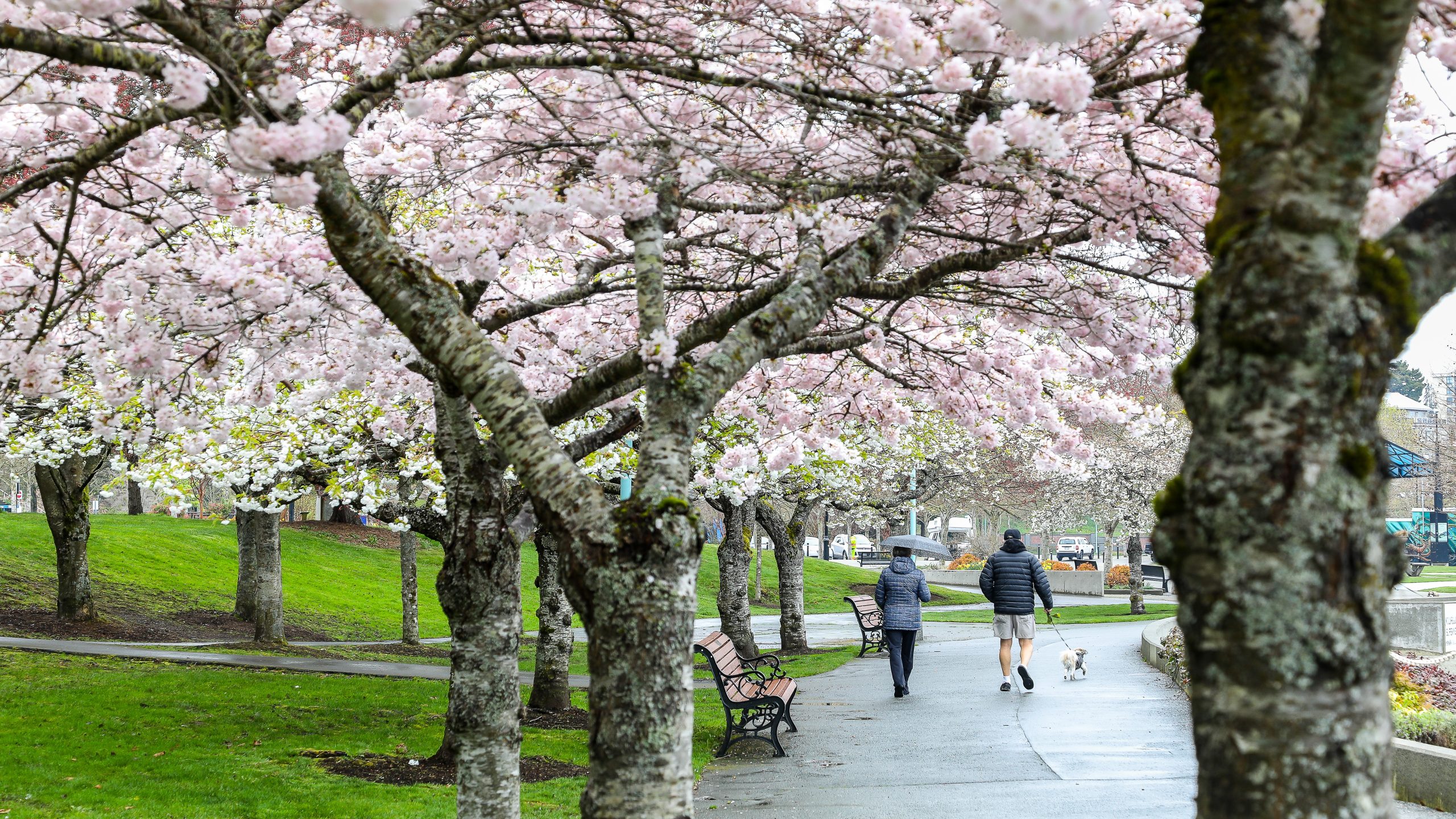 Two people walking their dog in a park full of cherry blossoms.