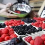 Blackberries and Raspberries - BC fruit